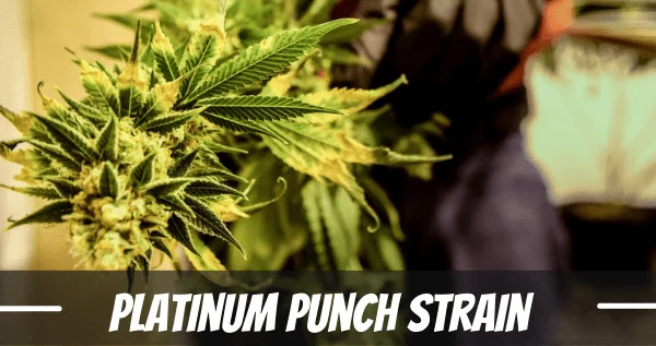 Platinum Punch Strain