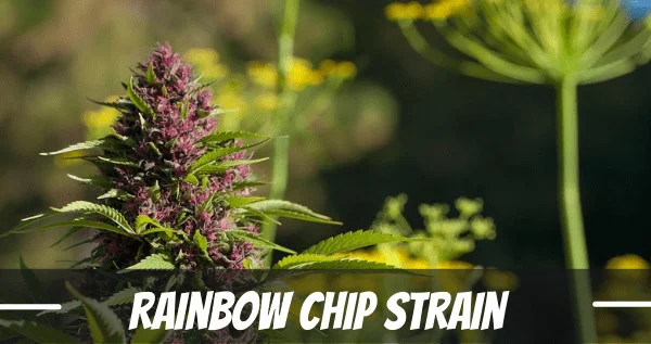 Rainbow Chip Strain