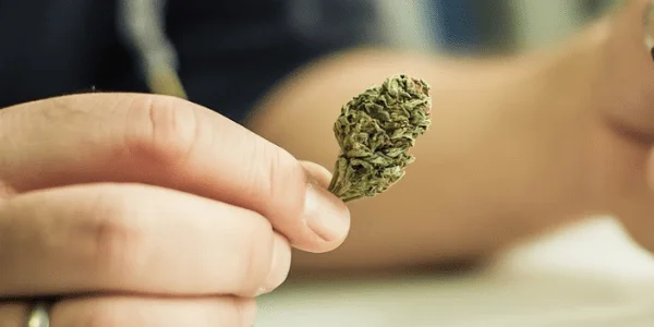 rollin cannabis strain