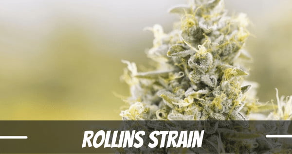 Rollins Strain