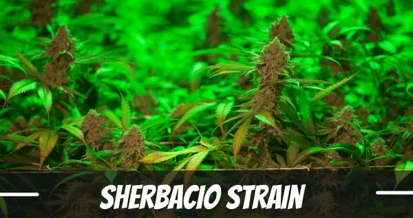 Sherbacio Cannabis Strain