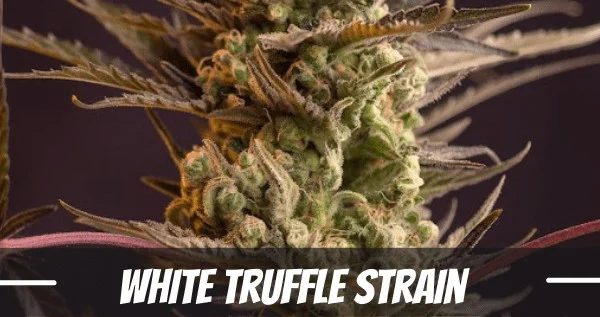 White Truffle marijuana Strain picture