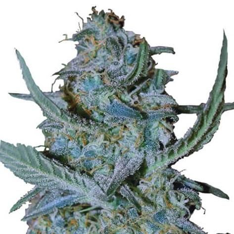 Blue Cheese