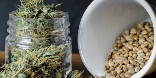 Grape Soda Strain and Seeds