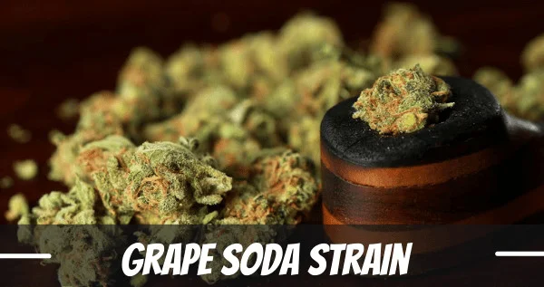 grape soda strain