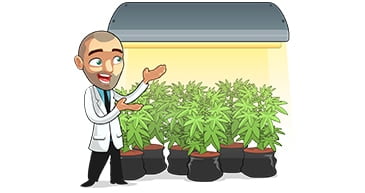 marijuana grow room