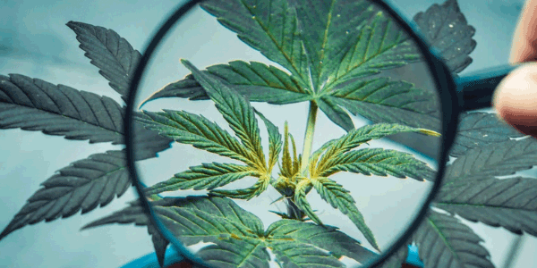 male cannabis plant