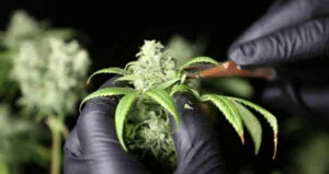 marijuana trimming guide