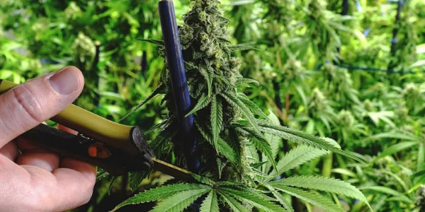 trimming marijuana plant