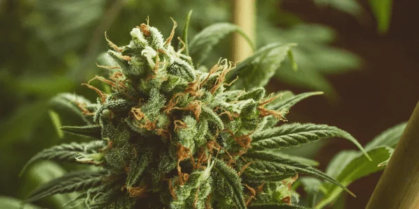 Agent Tangie