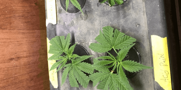 Cloning marijuana