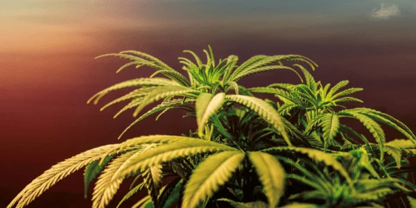 Growing Divorce Cake Strain