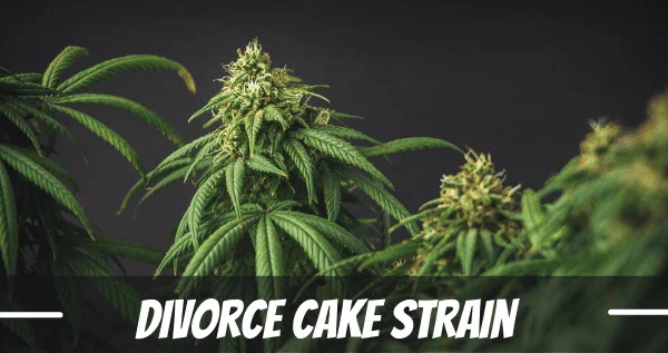 Divorce Cake Strain