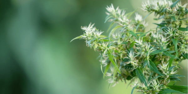 Flowering Sour Cookies Strain