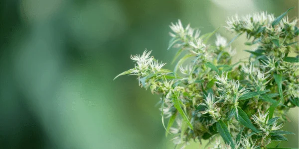 Flowering Tangerine Power