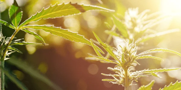 Flowering Divorce Cake Strain