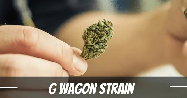 G Wagon marijuana strain