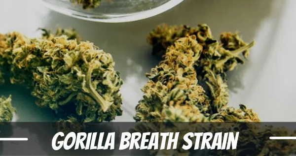 Gorilla Breath Marijuana Strain