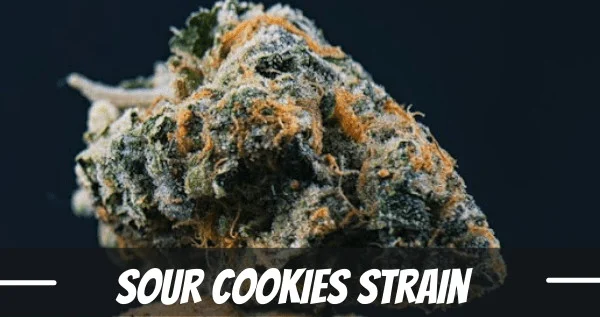 Sour Cookies Marijuana Strain