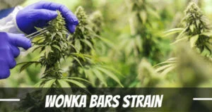 Wonka Bars Cannabis Strain