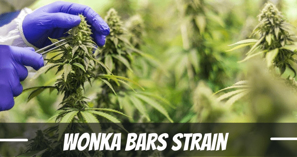 Wonka Bars Cannabis Strain