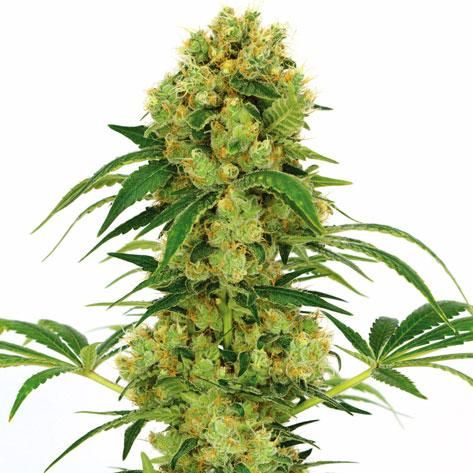 Big bud marijuana strain