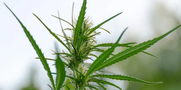 Flowering Agent Tangie