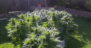 growing cannabis under sunlight and getting high yield