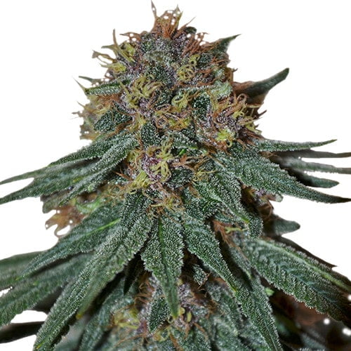 Purple haze marijuana strain