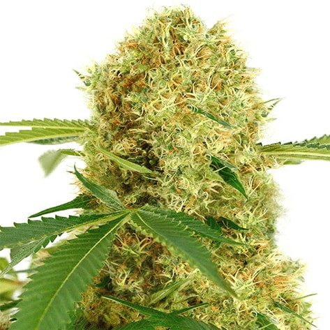 White widow marijuana strain