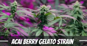 Acai Berry Gelato Strain