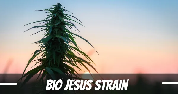 Bio Jesus Strain