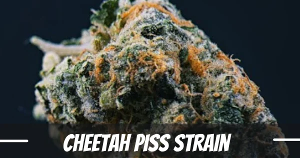 Cheetah Piss Strain