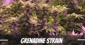 Grenadine Strain