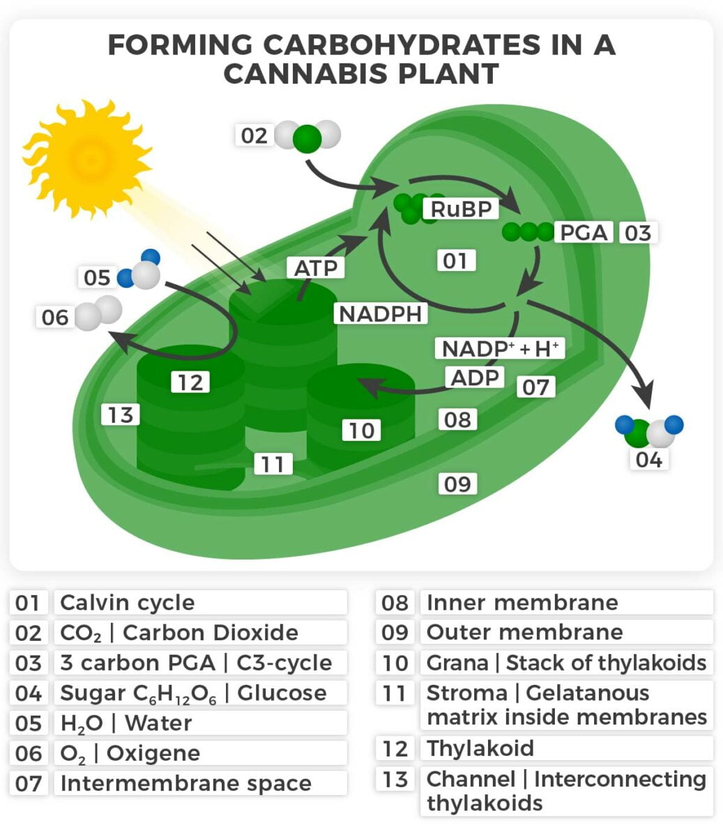 C3 cycle - Forming carbohydrates in a cannabis plant