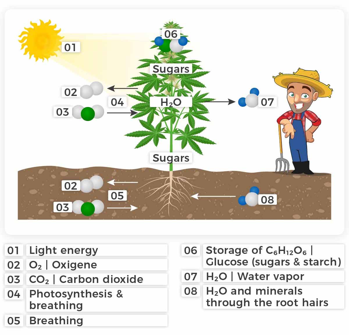 The overall process of sugar creation in a cannabis plant