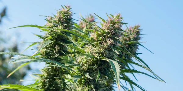 Pluto strain effects
