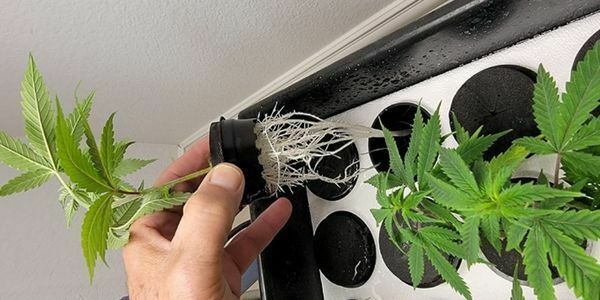 Soilless marijuana growing