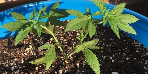 autoflower seedling stage