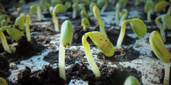 Growing beans with marijuana plant