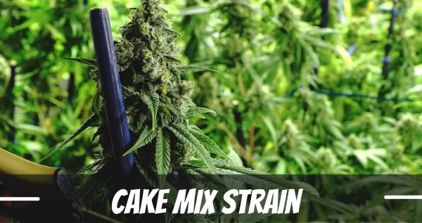 cake mix Strain