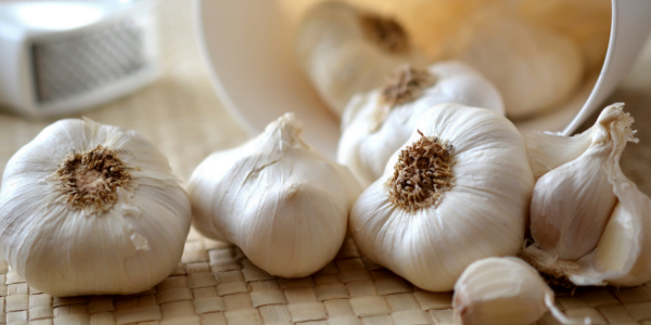 Growing garlic with marijuana plant