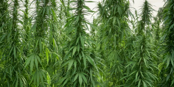 Growing Pluto strain