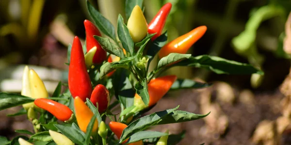 protect cannabis with pepper plants