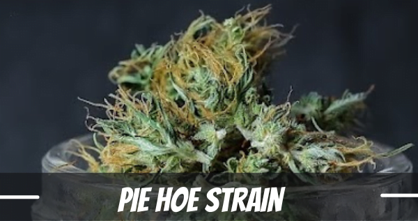 pie hoe strain