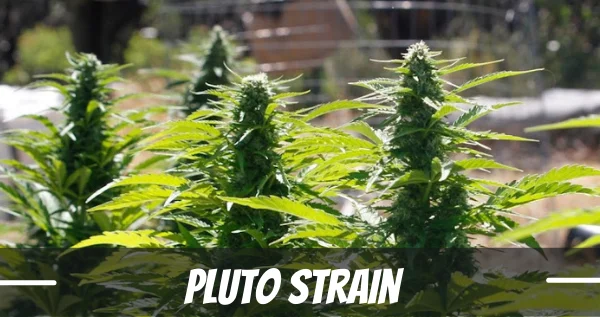 pluto marijuana strain