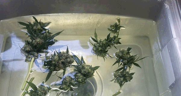 wash marijuana buds