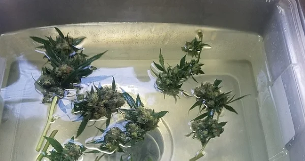 wash marijuana buds