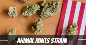 Animal mints strain marijuana