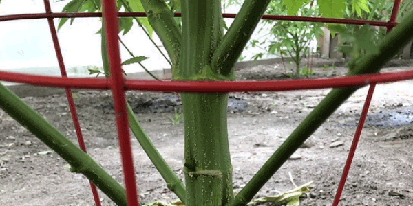 marijuana branch and node pruning